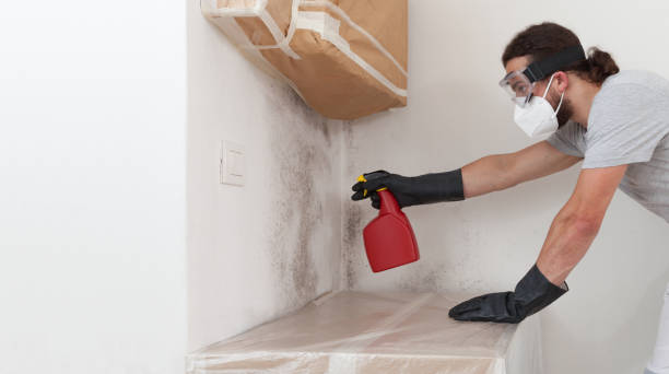 Professional Attic Mold Remediation technician working in Algonquin, IL