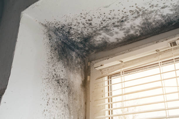 Affordable Attic Mold Remediation solutions in Algonquin, IL