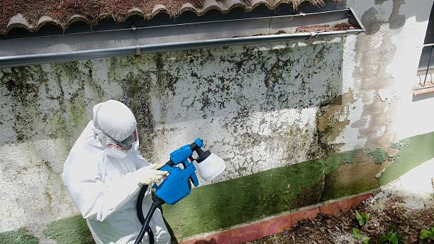 Top rated local Attic Mold Remediation specialists in Algonquin, IL